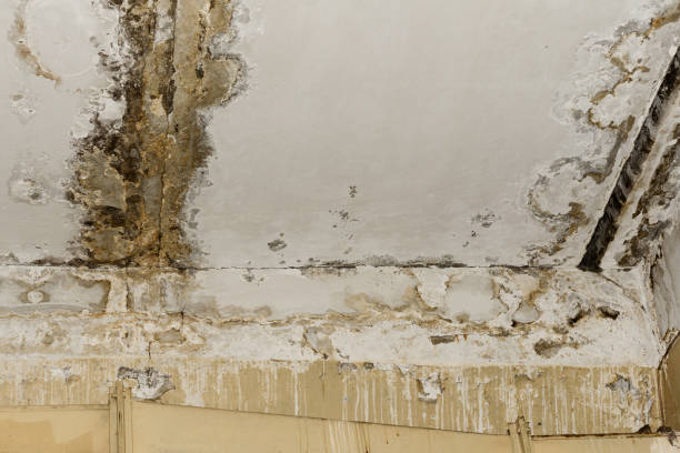 Best Residential Mold Inspection & Testing  in Mountain Home, NC
