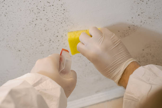 Best Mold Remediation for Healthcare Facilities  in Mountain Home, NC