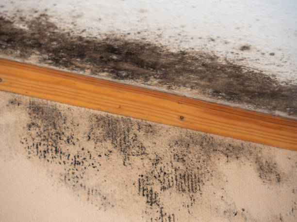 Best Mold Damage Restoration  in Mountain Home, NC